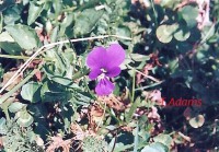 /album/wildflowers/viola-grisebachiana-voras-2-2-jpg/